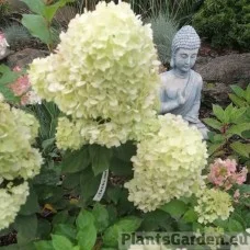Aedhortensia Lemonlight